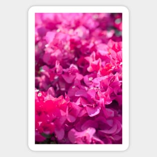 Bougainvillea Sticker